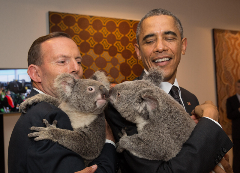 Illustration for article titled Stray Cats Invade the G20 Summit, Bold as Can Be